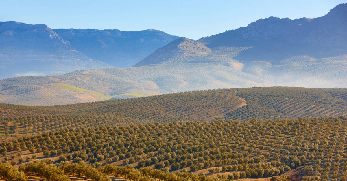 Campos Spanish Definition At Mike Gloss Blog