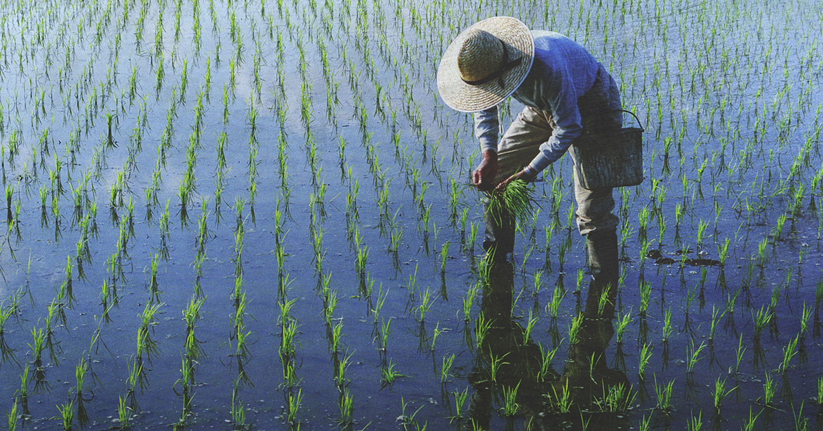 rice cultivation